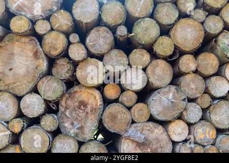 Many sawn-off tree trunks piled up in the forest. High quality photo Stock Photo