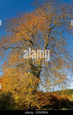 European beech Fagus sylvatica sunshine on autumn coloured leaves and a blue sky Stock Photo