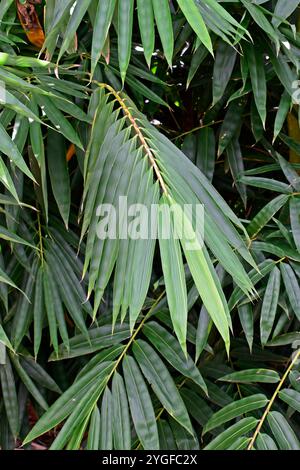 Bamboo leaves on tropical forest in Ribeirao Preto, Sao Paulo, Brazil Stock Photo