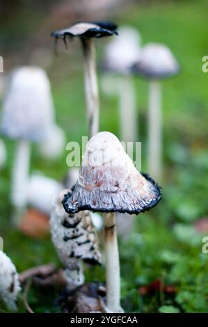 Cluster of Shaggy Ink Cap mushrooms (Coprinus comatus) on a grassy forest floor, showing stages of inky dissolution. Stock Photo