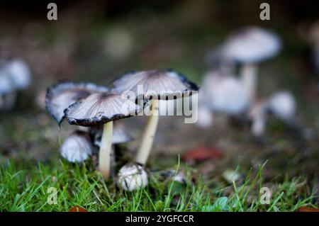 Shaggy Ink Cap mushrooms (Coprinus comatus) with black-edged caps in natural habitat, showing inky dissolution stage. Stock Photo