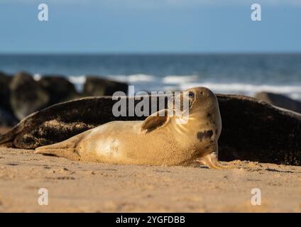 A juvenile Grey Seal pup ( Halichoerus grypus)  , highlighted by the sun. relaxing and sunbathing on the beach onn the  Norfolk coast.   UK Stock Photo