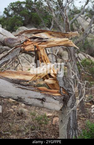 cracked tree trunk after windstorm Stock Photo