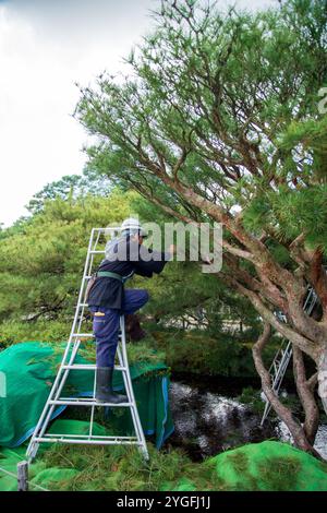 A gardener hand trims the trees in Kenrokuen Garden in Kanazawa, Japan Stock Photo