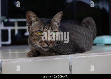 A close-up of a tabby cat with striking yellow-green eyes, resting on a tiled surface. Its dark brown fur has beautiful striped patterns, and it gazes Stock Photo