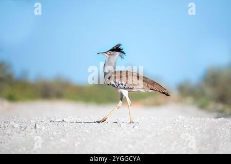 Kori Bustard, Kgalagadi Transfrontier Park, South Africa Stock Photo