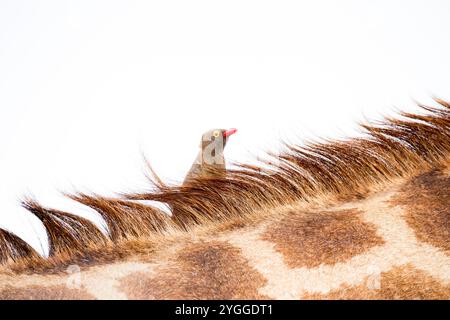 Red-billed Oxpecker on giraffe, Itala, Douth Africa Stock Photo