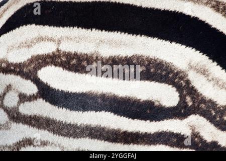 Zebra skin close-up, Rietvlei Nature Reserve, South Africa Stock Photo