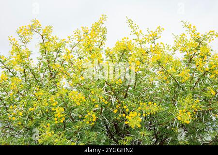 Acacia, Africa, Beauty in nature, Bush, Eastern Cape Province, Flower, Flowers, Mountain Zebra National Park, Nature, No People, Outdoors, Safari, South Africa, Sweet Thorn Acacia (Acacia karoo), Thorns, Tourism, Tree, Wildlife Stock Photo