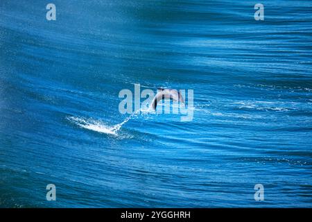 Action, Africa, Animals in the Wild, Beauty in nature, Blue Background, Bottlenose Dolphin (Tursiops aduncus), Coast, Colour Image, Garden Route, Gwaing River Mouth, High angle view, Indian Ocean, Jumping, Marine mammal, Nature, near Threatened Species - IUCN Redlist, No People, Ocean, Outdoors, Power in nature, Scenic, Sea, Seascape, South Africa, Swimming, Water, Waves, Western Cape Province Stock Photo