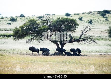 Africa, Animals in the Wild, Blue Wildebeest (Connochaetes taurinus), Bush, Camel Thorn (Acacia erioloba), Colour Image, Kalahari, Kgalagadi Transfrontier Park, No People, Northern Cape Province, South Africa, Tourism, Tree, Wildlife Stock Photo