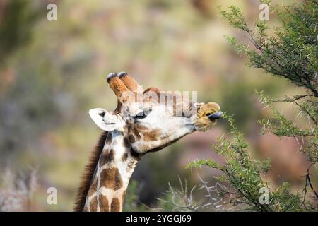 Africa, Animals in the Wild, Bush, Giraffe (Giraffa camelopardalis), Great Karoo, South Africa, vulnerable species - IUCN Redlist, Western Cape Province, Wildlife Stock Photo