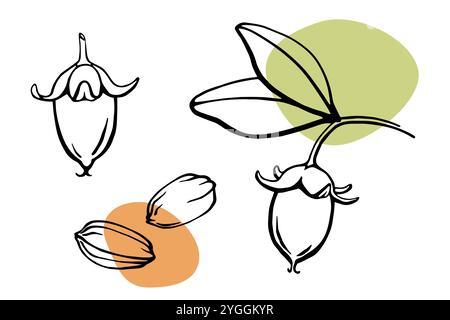 Jojoba seeds and nuts set, black outline drawing with green and brown abstract color spots Stock Vector