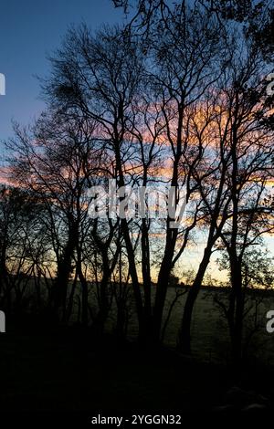 trees at dawn Stock Photo