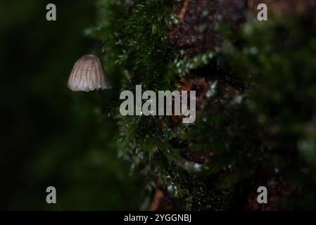 A mushroom a few millimeters in size grows on a tree trunk covered with moss, Germany Stock Photo