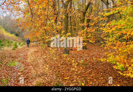 Deciduous woodland trees with man walking along a path  in Sherwood Forest, Nottinghamshire, England, UK. Stock Photo