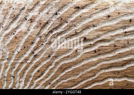 Frass marks on a dead tree trunk, Germany Stock Photo