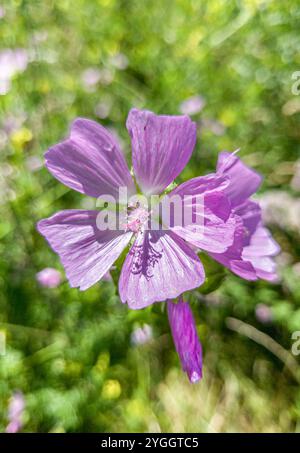 Wildflower, musk mallow (Malva moschata) in the wind, Bavaria, Germany Stock Photo