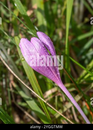 Autumn crocus, Colchicum autumnale in a meadow, Bavaria, Germany, Europe Stock Photo