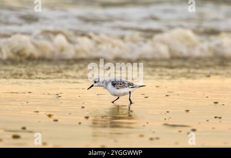 Three-toed Sandpiper, Calidris alba, winter plumage and forage on the wet sand for small animals left behind while walking on morning sunlit wet beach Stock Photo