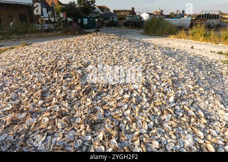 England, Kent, Whitstable, Whitstable Harbour, Discarded Oyster Shells on Beach Stock Photo