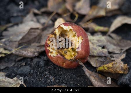 An apple core among the dry leaves on the road Stock Photo
