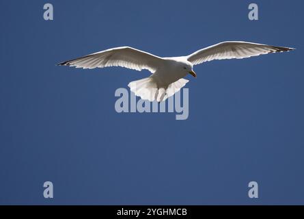 Adult Herring Gull Larus argentatus against clear blue sky Stock Photo