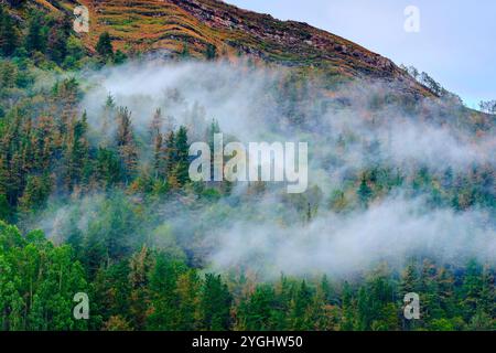 A serene landscape in the Cabuerniga Valley, Cantabria, showcasing a dense forest partially covered in morning mist. Stock Photo