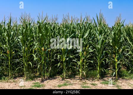 Green corn field with young cob growing on farmland. Stock Photo