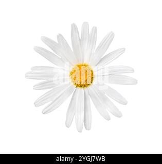 Chamomile close-up. Chamomile, daisy  flowers isolated on a white background. Stock Photo