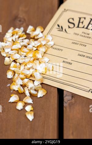 Home grown and collected corn kernels for seed planting next spring Stock Photo