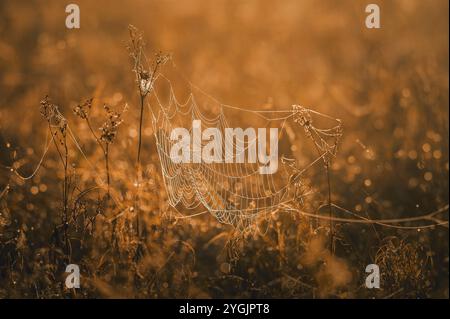 Pigeon web spider web between blades of grass on an autumn meadow in the Allgäu at sunrise Stock Photo