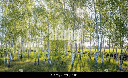 Birch grove in spring at sunrise Stock Photo