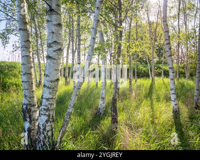 Birch grove in spring at sunrise Stock Photo
