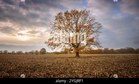 A magnificent oak tree with fall leaves in the middle of a field Stock ...