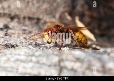 Hornet (Vespa crabro) at the nest in a dead tree Stock Photo