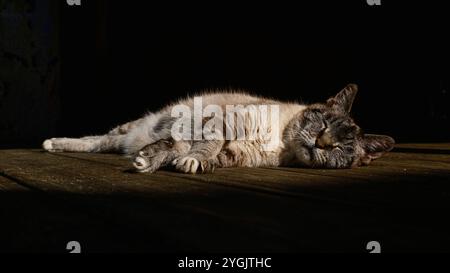 Sleeping cat in the sunshine Stock Photo