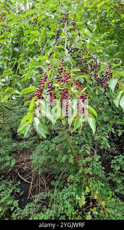 American bird cherry, black Cherry, wild black cherry, rum cherry, mountain black cherry (Prunus serotina, Padus serotina), fruiting branches, Germany Stock Photo