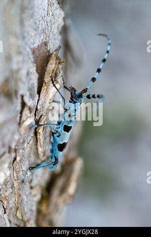 Rosalia longicorn (Rosalia alpina), sits on wood of sycamore maple, Acer pseudoplatanus, side view, Germany, Bavaria Stock Photo