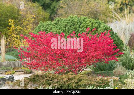 winged burning bush,wahoo, winged euonymus, winged spindle-tree (Euonymus alata 'Compactus', Euonymus alatus 'Compactus'), Variety Compactus in fall f Stock Photo