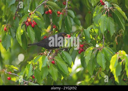 blackbird (Turdus merula), sits on a cherry tree and eats cherries, Germany, Baden-Wuerttemberg Stock Photo