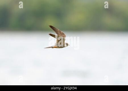northern hobby (Falco subbuteo), juvenile in flight over water, Germany, Bavaria Stock Photo