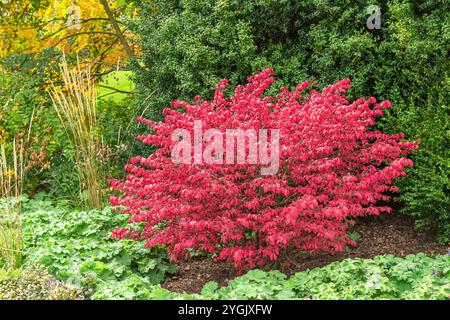 winged burning bush,wahoo, winged euonymus, winged spindle-tree (Euonymus alata 'Compactus', Euonymus alatus 'Compactus'), Variety Compactus in fall f Stock Photo