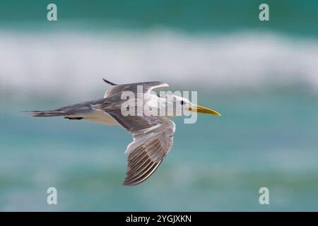 greater crested tern, crested tern, swift tern, great crested tern (Thalasseus bergii, Sterna bergii), juvenile greater crested tern in flight, side v Stock Photo