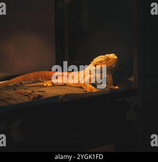 A close-up photo of a bearded dragon basking under a heat lamp in a terrarium. The bearded dragon has a bright orange color and is positioned on a tex Stock Photo