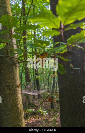 Filigree spider webs on plants Stock Photo