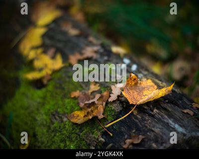 Autumn Stock Photo