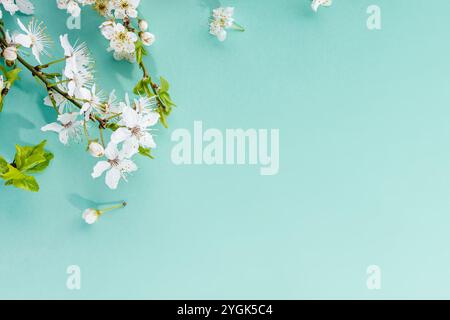 Delicate white flowering branches on a serene turquoise background, springtime backdrop, copy space Stock Photo