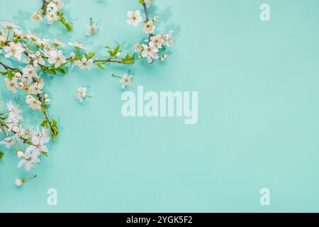 Delicate white cherry blossoms arranged on a mint green background with copy space Stock Photo