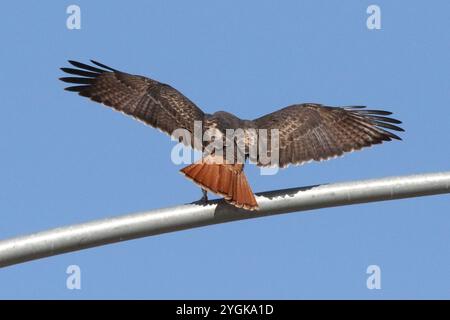 Red-tailed Hawk at Haws Crossings landing on light pole, Mesa, Arizona Stock Photo